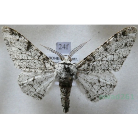 Biston betularia (Linnaeus, 1758) Krępak nabrzozak Czech24f